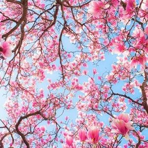 Meet your Posher, Adina